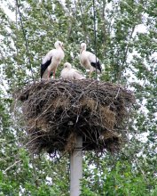 Storks / ***