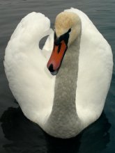 Just a swan ... / ***