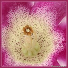 Gloxinia. Macro. Glyamur:) / ***