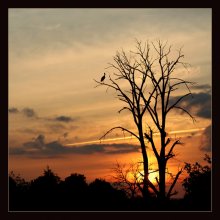 Sentry Fire ... / ***