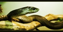 Panorama of snakes ... / ***