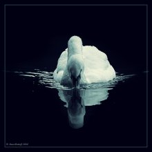 Swanlake... / ***