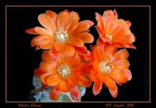 Red day calendar / Rebutia heliosa