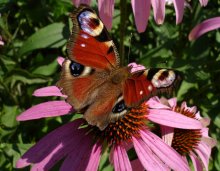 Butterfly / ***