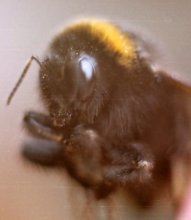 Striped bumblebee / ***