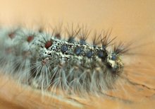 Hairy insect / ***