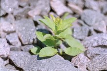 Sprout / ***