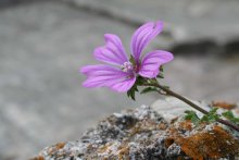 kvetachka ¢ stone Goradze Budva / ***