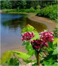 summer was ... ! / ***