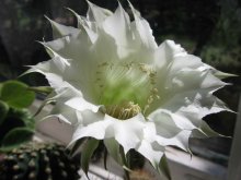 paradise flower / ***
