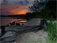Stump / ***