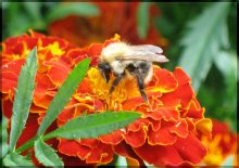 Shaggy bumblebee / ***