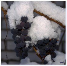 Apples (crossed out) grapes in the snow / ***