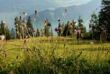 Alpine meadow ... / ***
