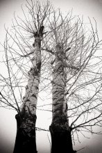 Winter Trees... / Ya snyal eti derev'ya po doroge domoy s uchyobe...Mne kazhetsya oni ekspresivnie...Zimnee nastroenie...