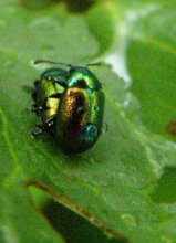 The pairing of leaf beetles / ***