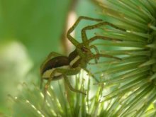 Spider on thistle / ***