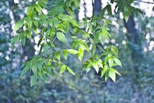 leaves / ***