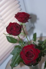 roses / ***