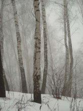 A misty morning in a birch grove / *****