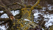 Old tree / ***