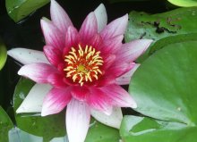 Blossomed / ***