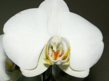 Orchid / ***