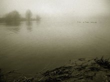 Ducks in the Fog 2 / *****