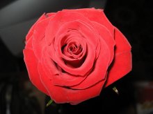 Rosa / ***