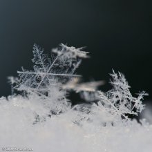 Snow / ***