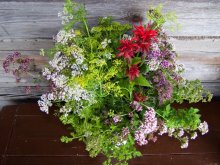 A bouquet of herbs / ***