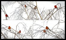 ... of life bullfinches / ***