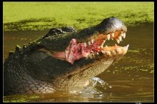 Crocodile / ***