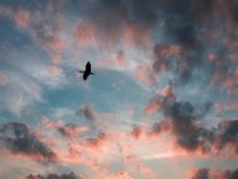 Black Stork / ***