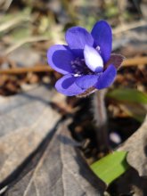 The first snowdrops / ***