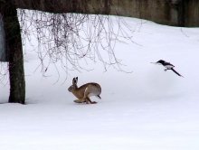 Hare hunting / ***