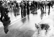 About the crowds and the loneliness of dogs ... / ***