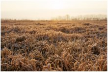 In the dawn hour / ***