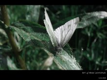 butterfly / ***