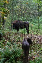 Bison in the WOODS / ***