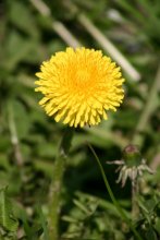 Dandelion / ***