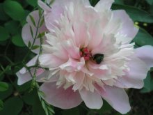 Beetle in the flower / ***