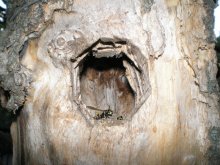 Wasp in a tree / ***