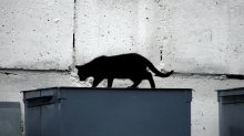 black cat / ..........