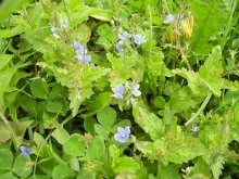 floret / ***