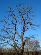 Tree / ***