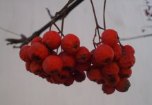 Red rowan / ***