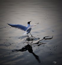 Ballet ... / ***
