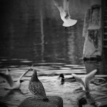 Why am I not a seagull? / ***
