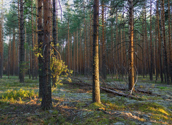 Evening in the woods / ***